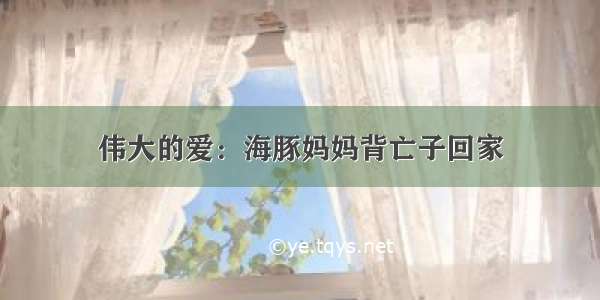 伟大的爱：海豚妈妈背亡子回家