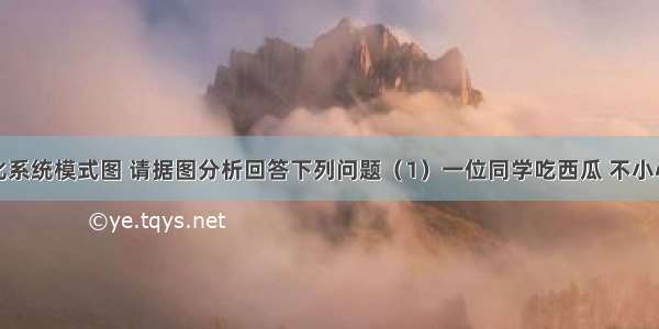 如图是消化系统模式图 请据图分析回答下列问题（1）一位同学吃西瓜 不小心将西瓜子