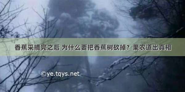 香蕉采摘完之后 为什么要把香蕉树砍掉？果农道出真相