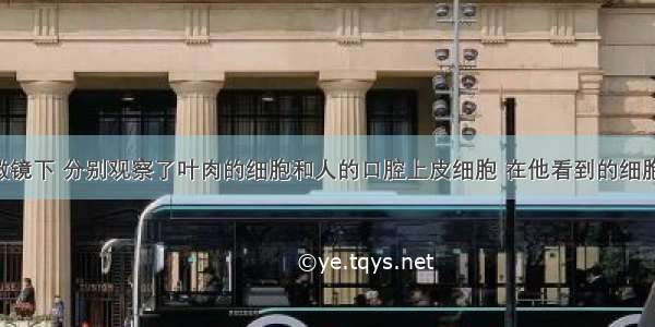 亮亮的显微镜下 分别观察了叶肉的细胞和人的口腔上皮细胞 在他看到的细胞结构中 人