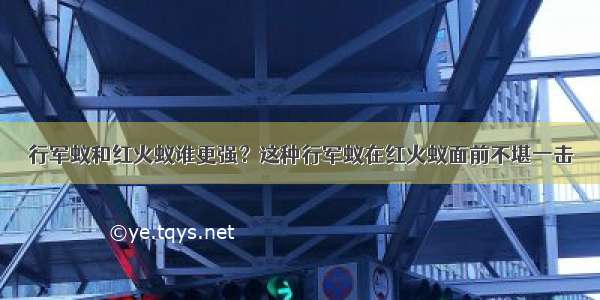 行军蚁和红火蚁谁更强？这种行军蚁在红火蚁面前不堪一击