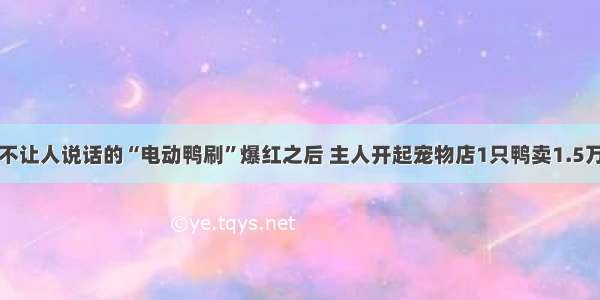 不让人说话的“电动鸭刷”爆红之后 主人开起宠物店1只鸭卖1.5万