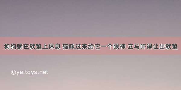 狗狗躺在软垫上休息 猫咪过来给它一个眼神 立马吓得让出软垫