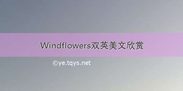 Windflowers双英美文欣赏