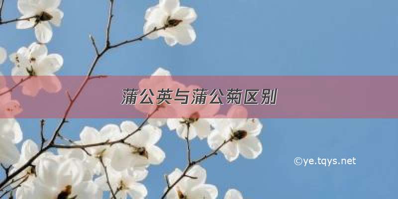 蒲公英与蒲公菊区别