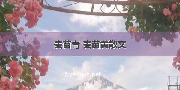 麦苗青 麦苗黄散文