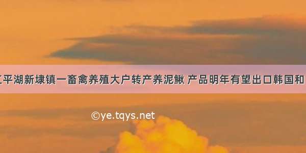 浙江平湖新埭镇一畜禽养殖大户转产养泥鳅 产品明年有望出口韩国和日本