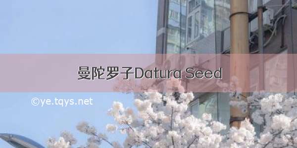 曼陀罗子Datura Seed