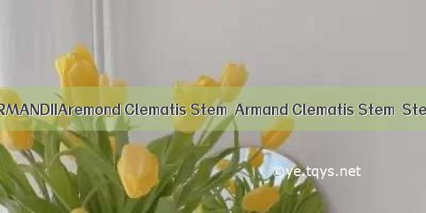 川木通CAULIS CLEMATIDIS ARMANDIIAremond Clematis Stem  Armand Clematis Stem  Stem of Aremond Clematis