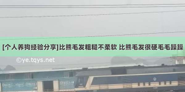 [个人养狗经验分享]比熊毛发粗糙不柔软 比熊毛发很硬毛毛躁躁