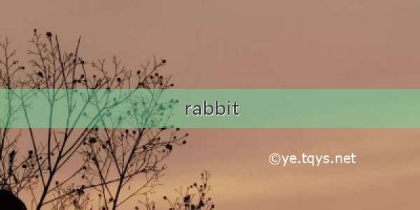 rabbit