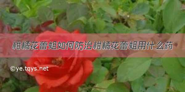 柑橘花蕾蛆如何防治柑橘花蕾蛆用什么药