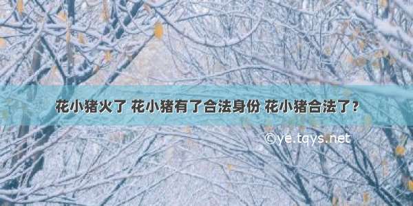 花小猪火了 花小猪有了合法身份 花小猪合法了？