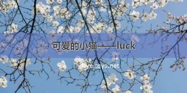 可爱的小猫——luck