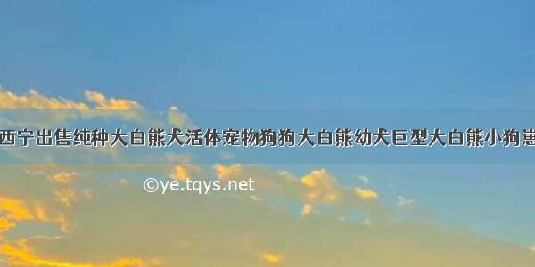 西宁出售纯种大白熊犬活体宠物狗狗大白熊幼犬巨型大白熊小狗崽