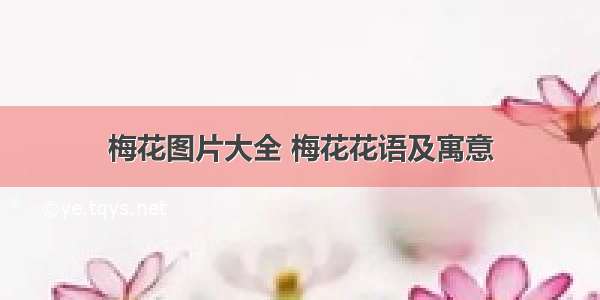 梅花图片大全 梅花花语及寓意