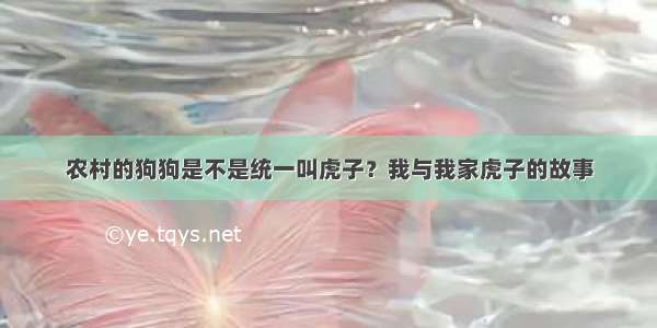 农村的狗狗是不是统一叫虎子？我与我家虎子的故事