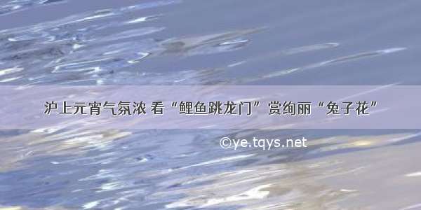 沪上元宵气氛浓 看“鲤鱼跳龙门”赏绚丽“兔子花”