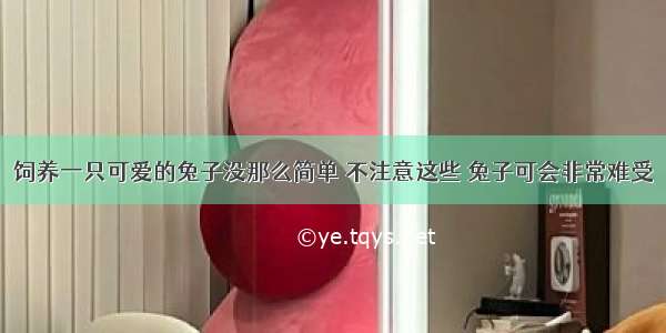 饲养一只可爱的兔子没那么简单 不注意这些 兔子可会非常难受