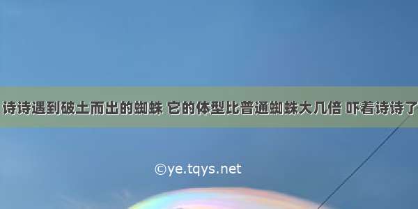 诗诗遇到破土而出的蜘蛛 它的体型比普通蜘蛛大几倍 吓着诗诗了