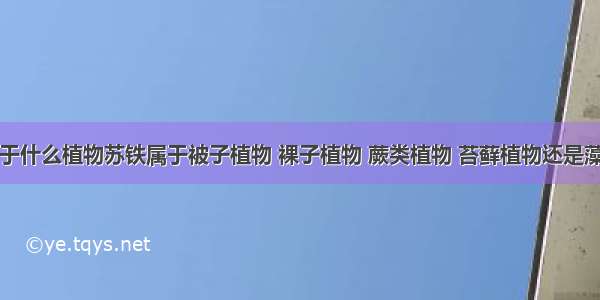 苏铁属于什么植物苏铁属于被子植物 裸子植物 蕨类植物 苔藓植物还是藻类植物