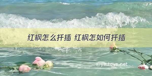 红枫怎么扦插 红枫怎如何扦插