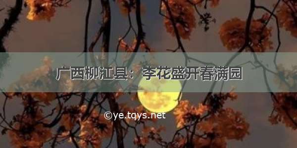 广西柳江县：李花盛开春满园