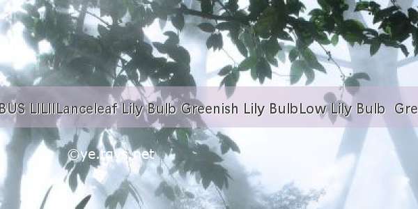 百合BULBUS LILIILanceleaf Lily Bulb Greenish Lily BulbLow Lily Bulb  Greenish Lily