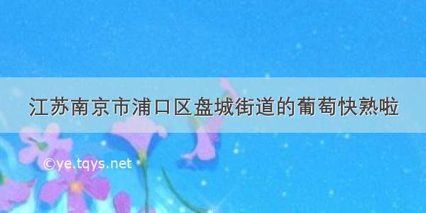 江苏南京市浦口区盘城街道的葡萄快熟啦